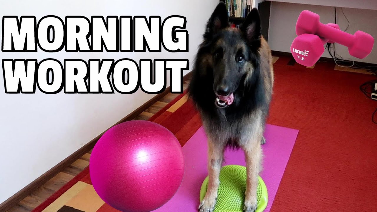 Morning Workout Routine | Belgian Shepherd Teaches Dog Fitness - Marie ...