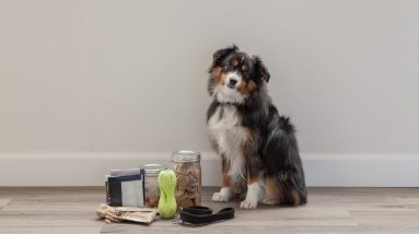 dogs dental marie the dog