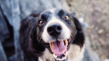 marie the dog