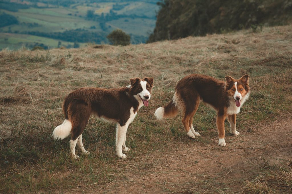 Border Collie