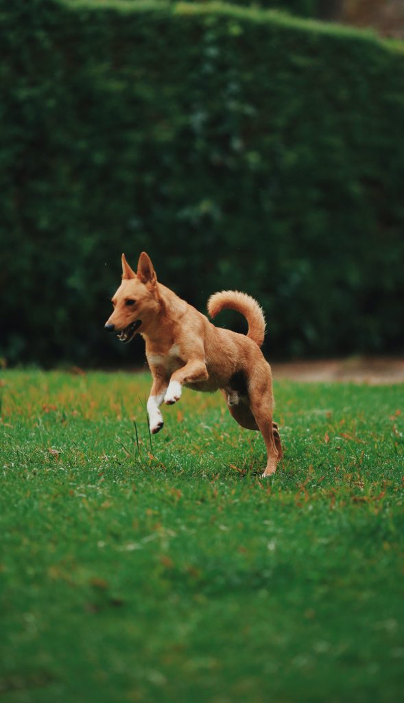 marie the dog