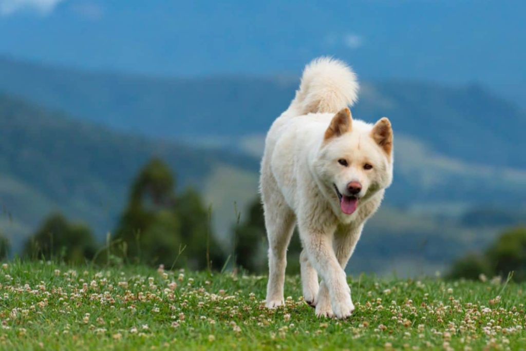 marie the dog