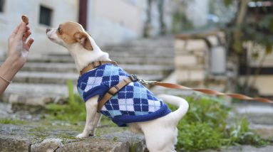 marie the dog