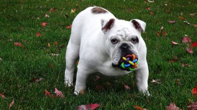 marie the dog