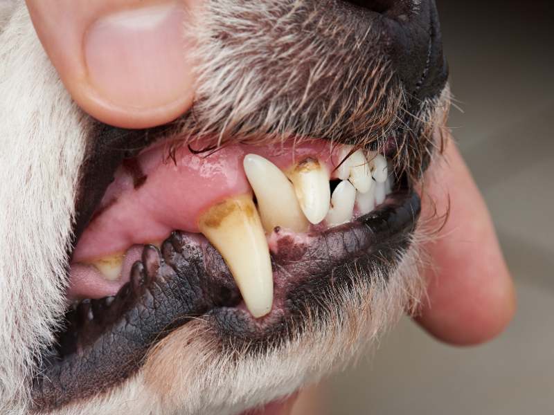 Pet Teeth Staining: A Guide To A Healthier Smile - Marie The Dog